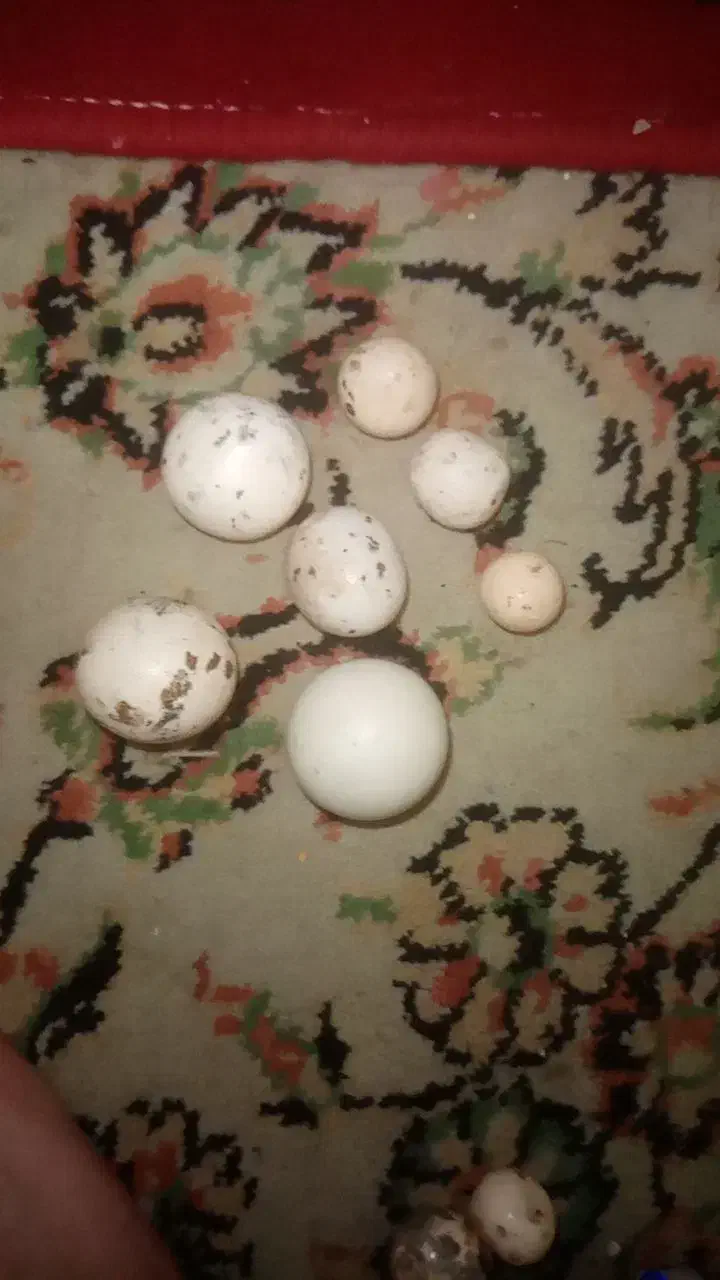 سنگ الماس اسیاب|جواهرات|ماهدشت, |دیوار