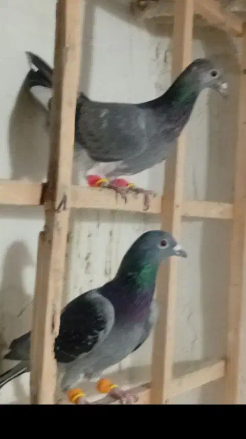 کفتر|پرنده|محمدیه-قزوین, |دیوار