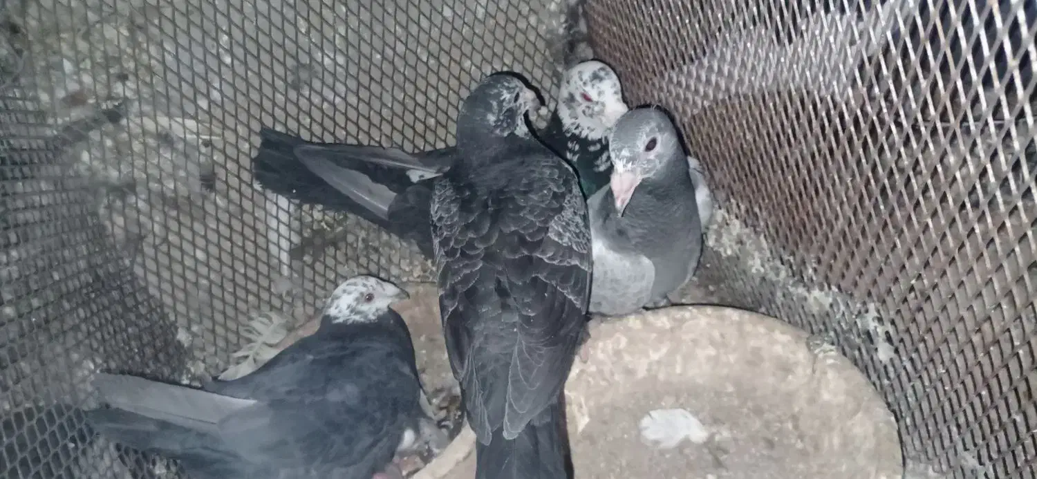 کبوتر|پرنده|خاوران, |دیوار