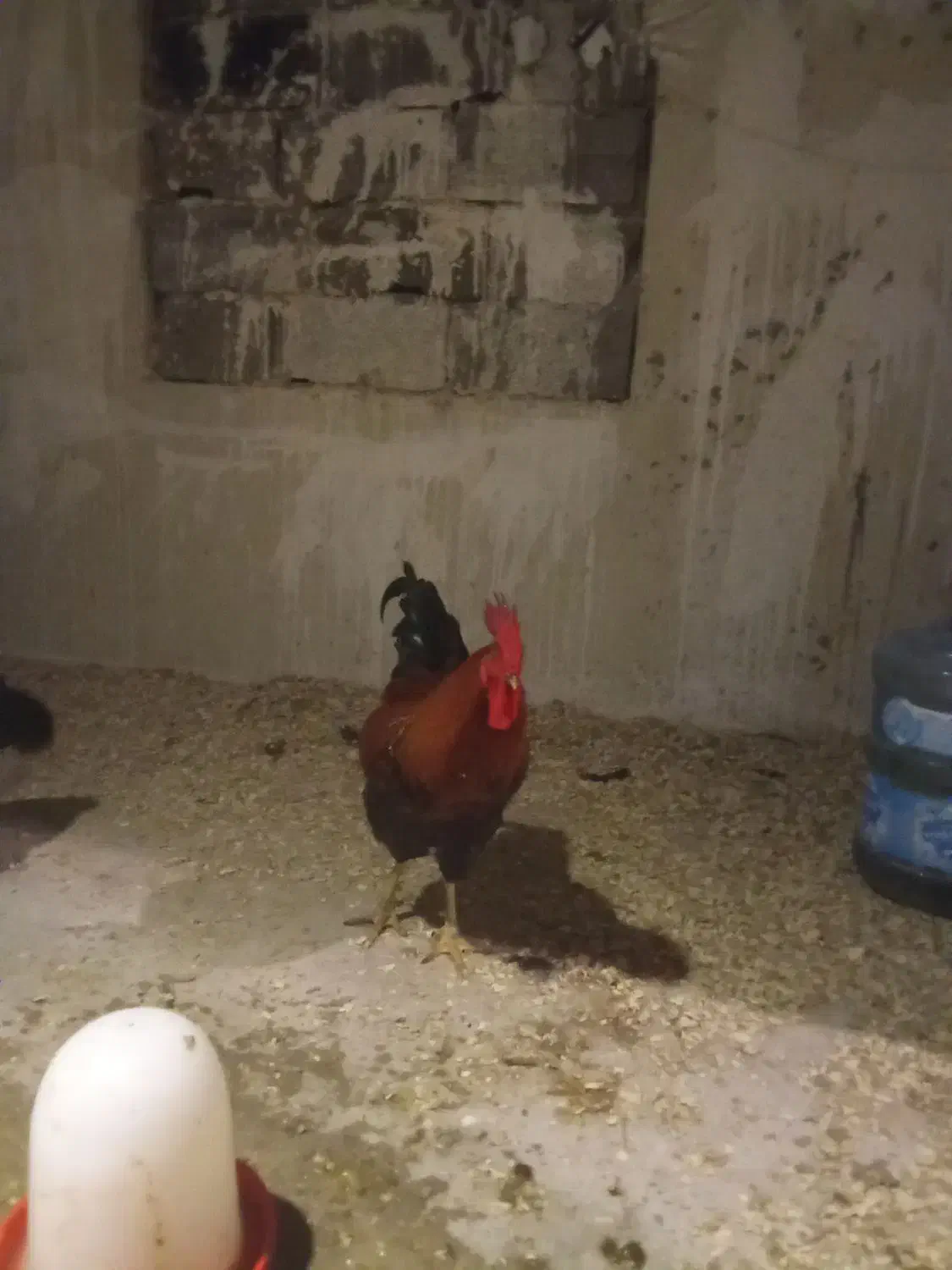 خروس محلی|حیوانات مزرعه|نوشهر, |دیوار