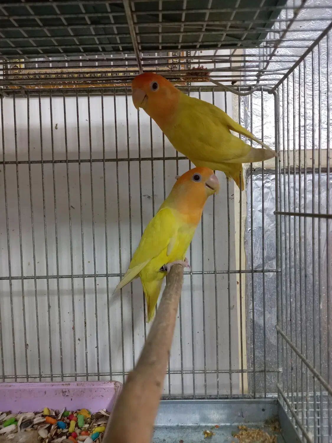 طوطی برزیلی اوپال کله نارنجی|پرنده|اهواز, کوی منابع طبیعی|دیوار