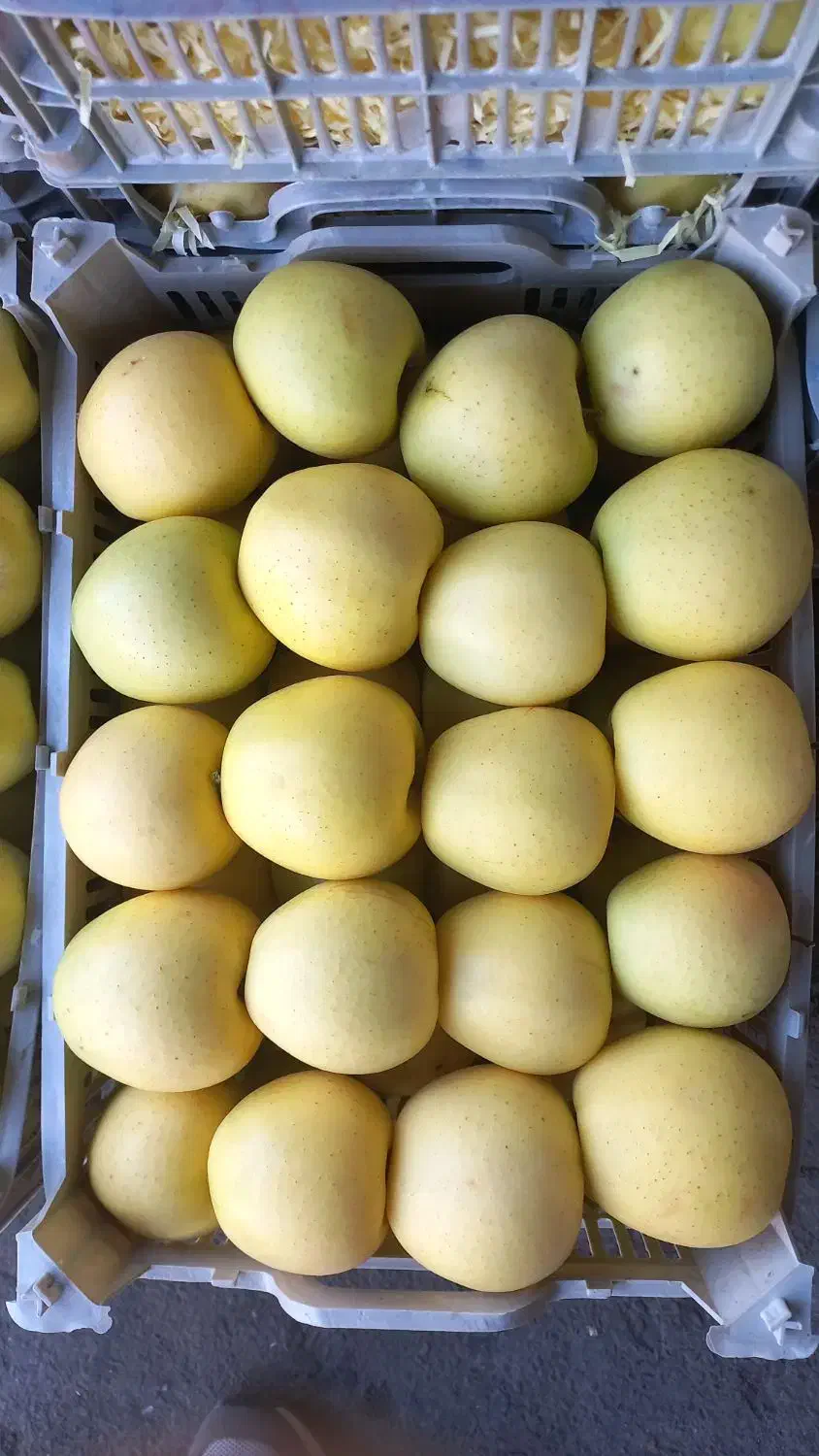 سرمایه‌گذاری با ۲۵درصد سود ظرف ۳ ماه|خدمات مالی، حسابداری، بیمه|مشهد, کوثر|دیوار