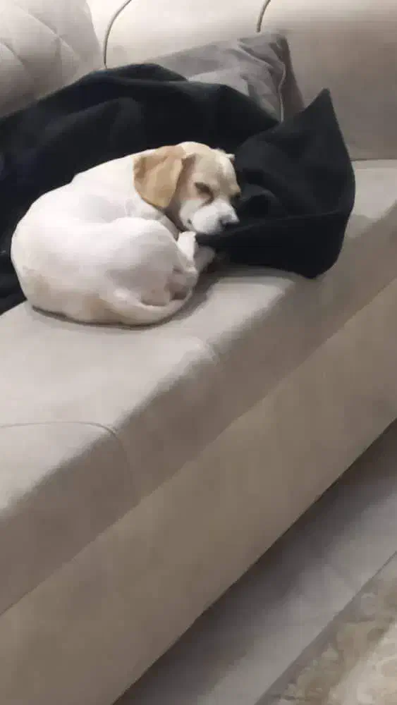 یک عدد شیتزو اشپیتز|سگ|تهران, تهرانپارس جنوبی|دیوار