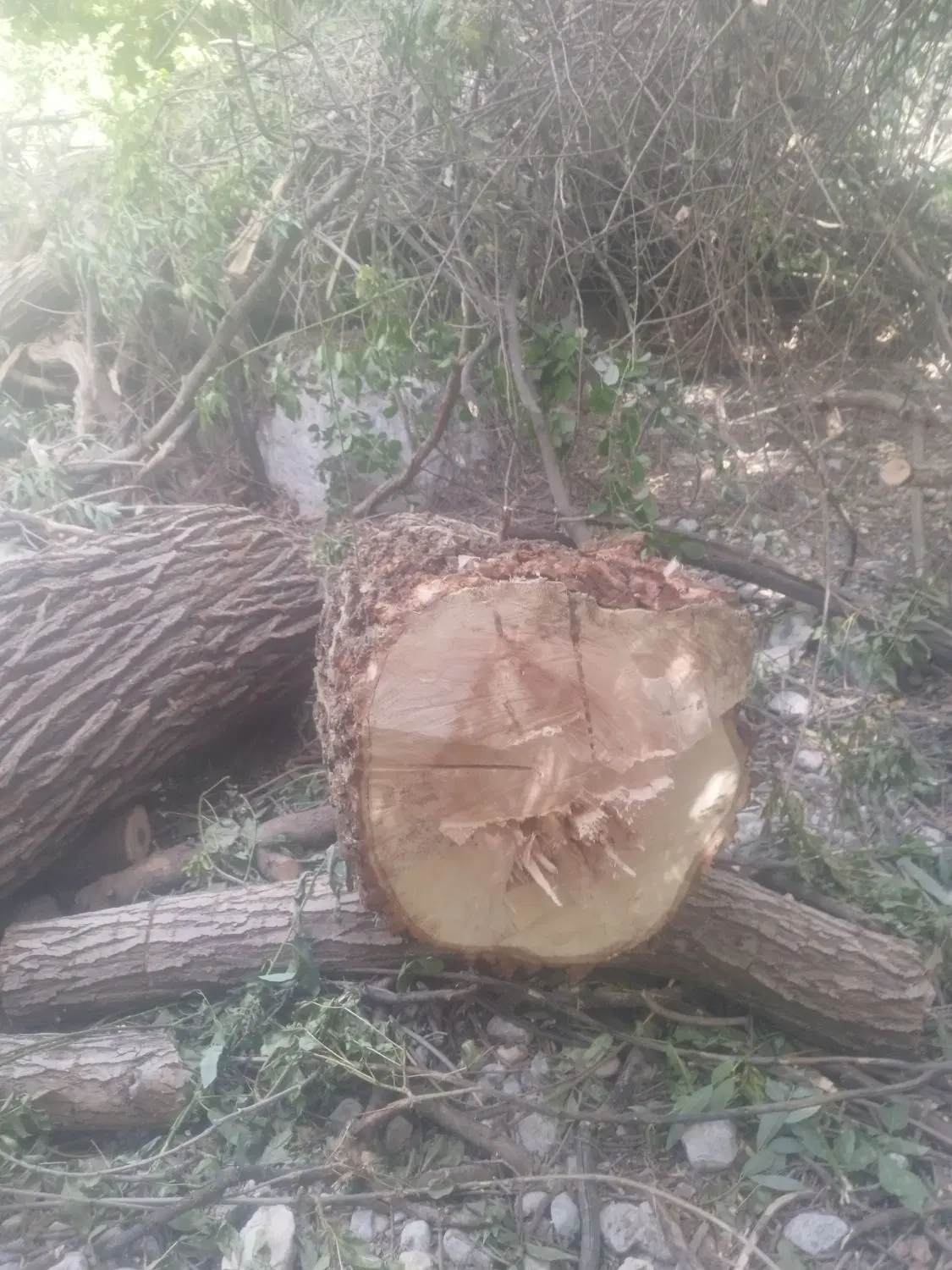 چوب|خدمات باغبانی و درختکاری|یاسوج, |دیوار