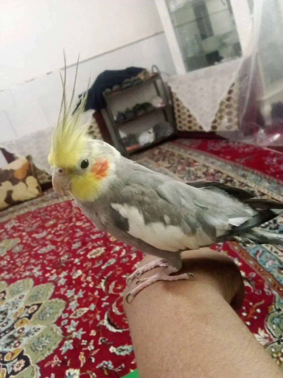 عروس هلندی|پرنده|فیروزه, |دیوار