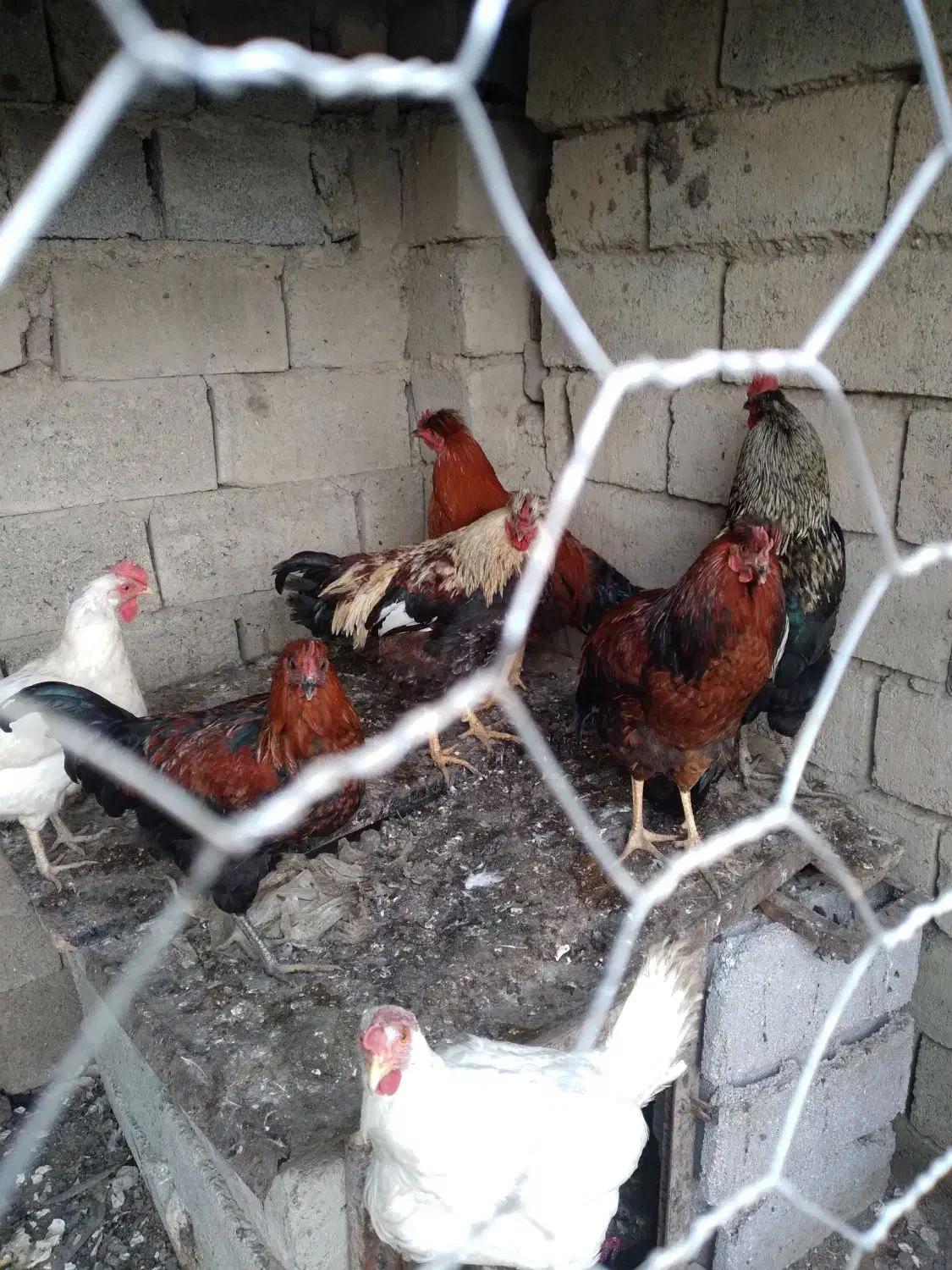 خرید فروش حیوانات مزرعه|حیوانات مزرعه|انزل, |دیوار