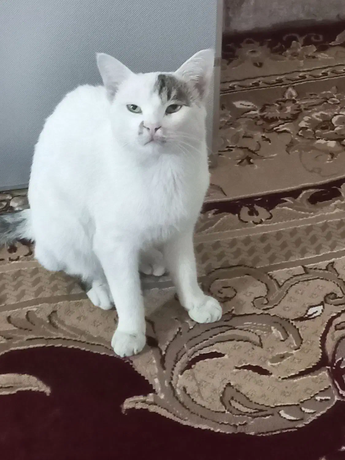 فروش|گربه|زاهدان, |دیوار