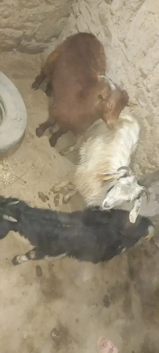 گوسفند|حیوانات مزرعه|قروه, |دیوار