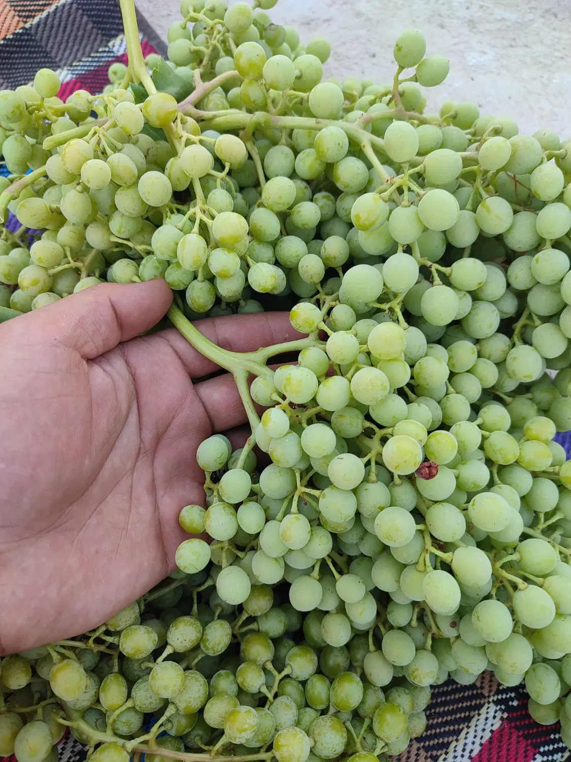 غوره|خوردنی و آشامیدنی|مرودشت, ژیان|دیوار