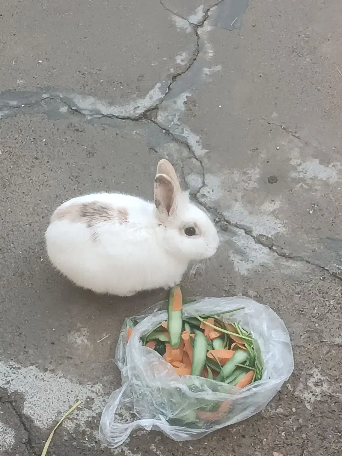 خرگوش|موش و خرگوش|سقز, |دیوار