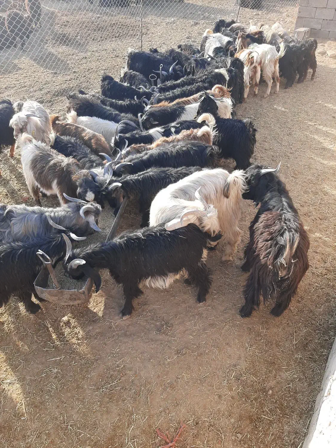 بزغاله نر حیوانات پرواربندی|حیوانات مزرعه|ساوه, |دیوار