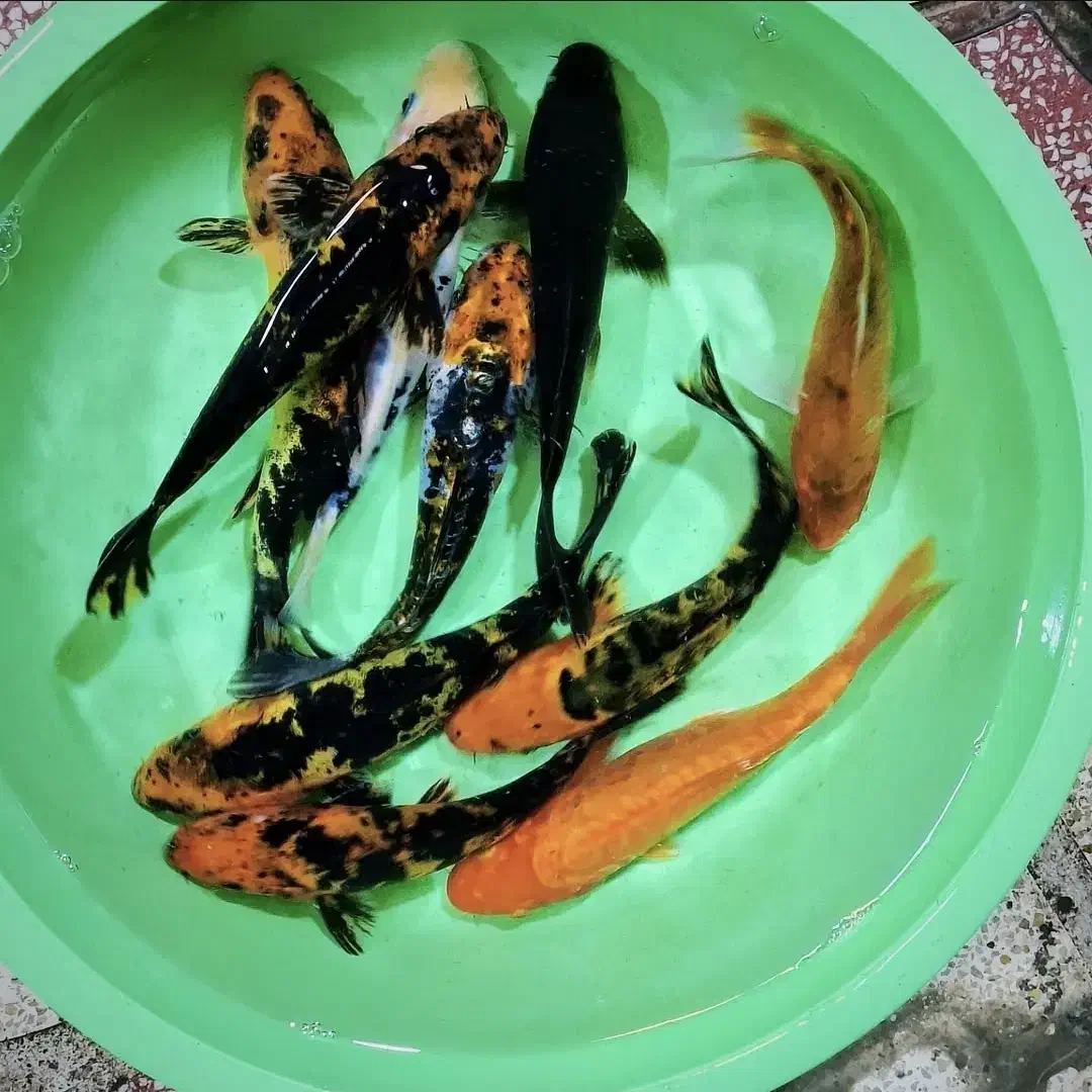 ماهی کوی همه سایز|ماهی|شیراز, شهرک بهار|دیوار