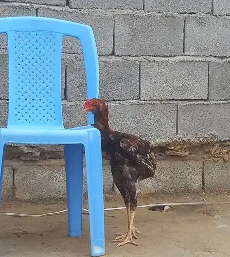 خروس لاری|پرنده|دشت ذهاب, |دیوار