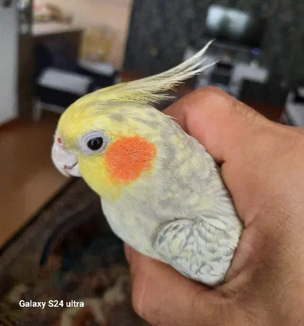 طوطی عروس با قفس|پرنده|رشت, عینک|دیوار