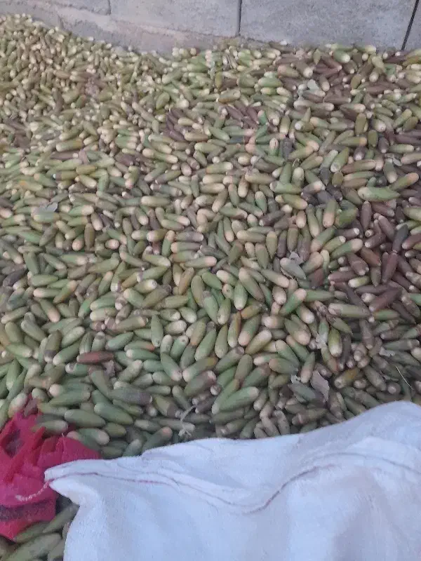 فروش بلوط تازه ودرشت|خوردنی و آشامیدنی|منج, |دیوار