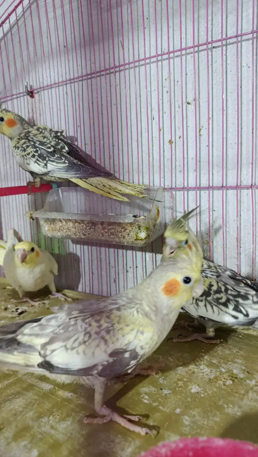 عروس هلندی|پرنده|میاندوآب, |دیوار