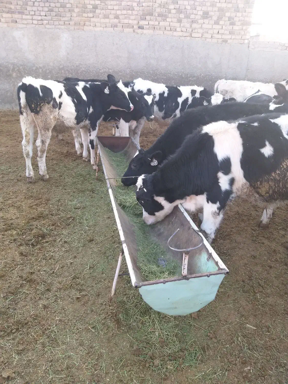 گوساله نر قطع شیر|حیوانات مزرعه|خنجین, |دیوار