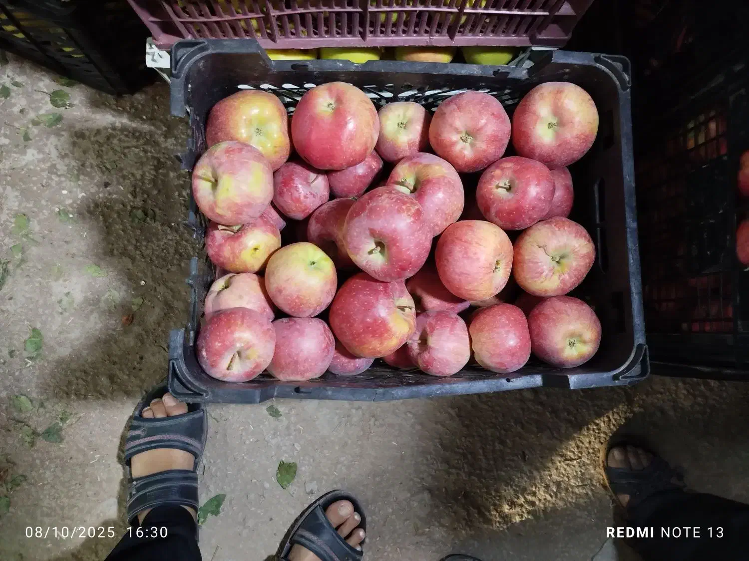 سیب سفید و قرمز|خوردنی و آشامیدنی|هریس, |دیوار