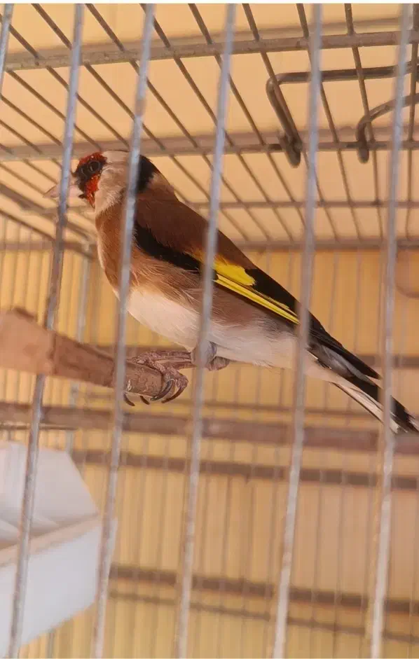 سهره نر آوازخوان، سالم و تازه طلایی|پرنده|تبریز, |دیوار