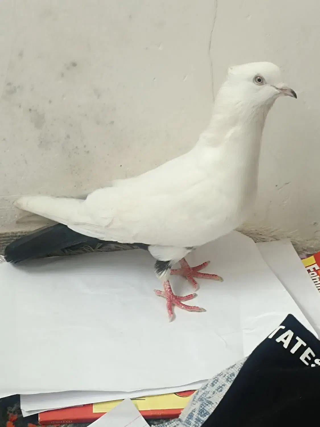 کبوتر|پرنده|دزفول, |دیوار