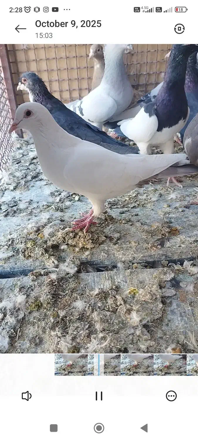 تعدادی کفتر ماده و نر|پرنده|زرند, |دیوار