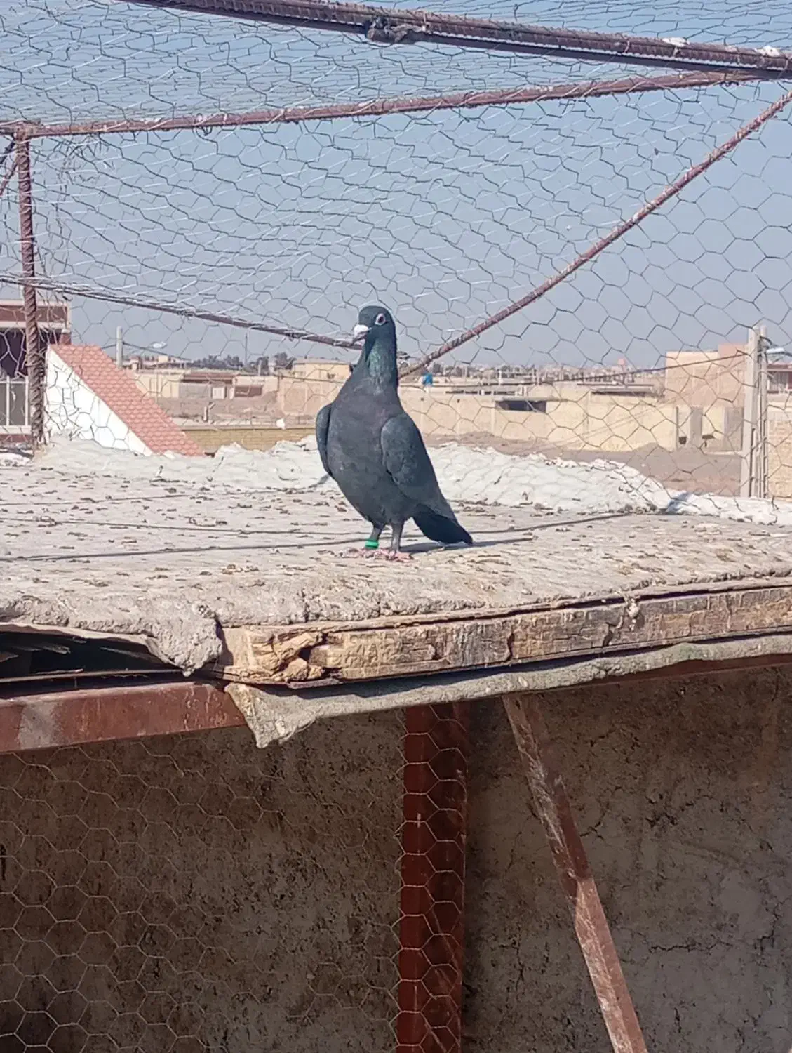 ۲۵۰ ماده کلاغ|پرنده|رفسنجان, |دیوار