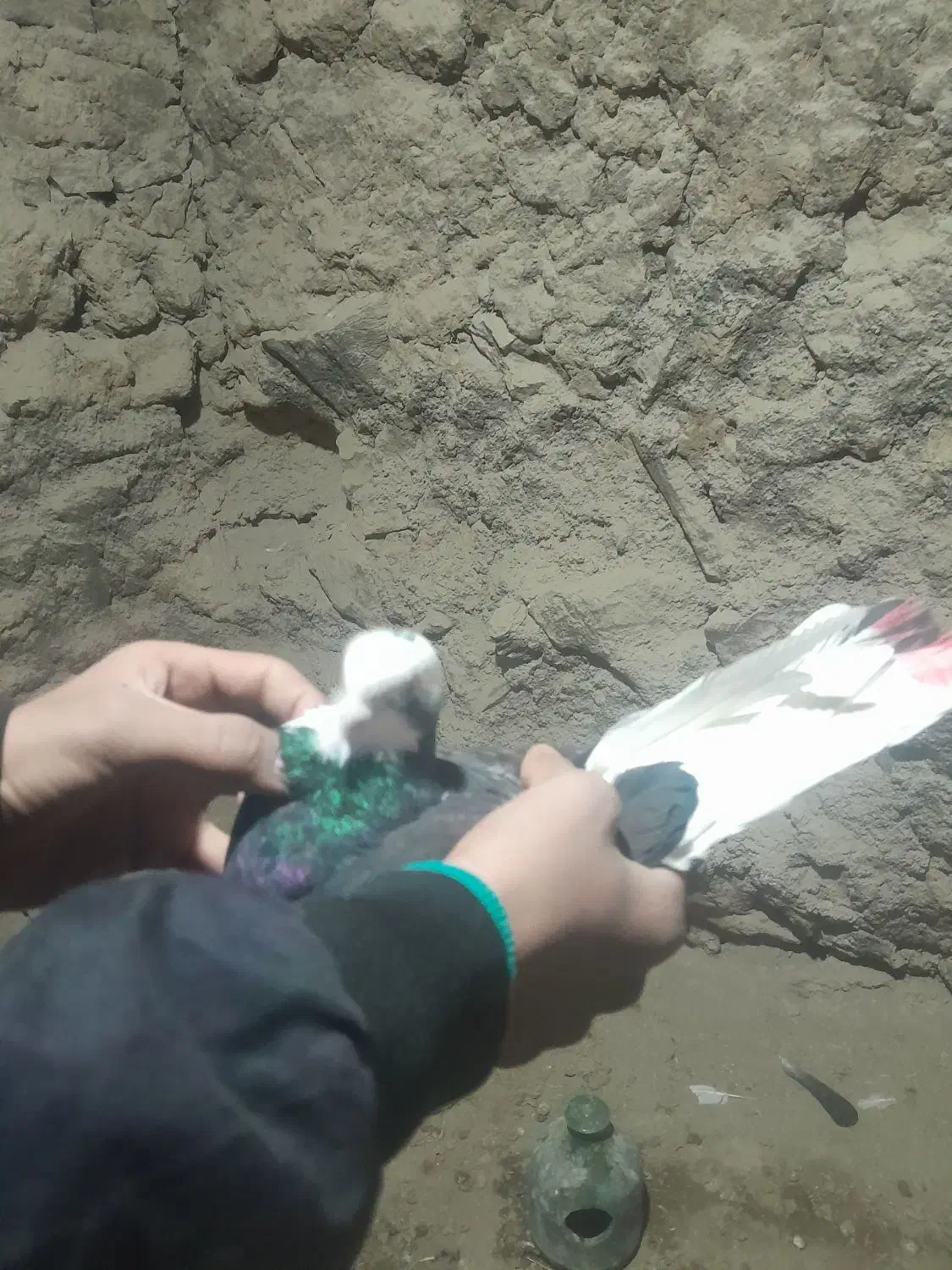 کفتر|پرنده|گلپایگان, |دیوار