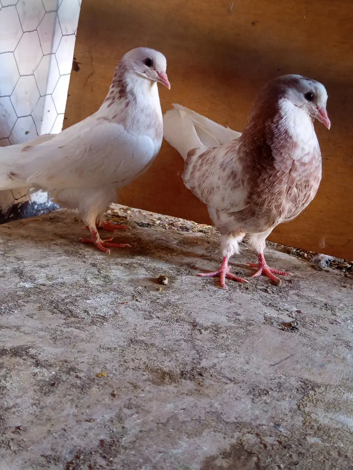 یه جفت شمرونی ذات دار|پرنده|تهران, دربند|دیوار