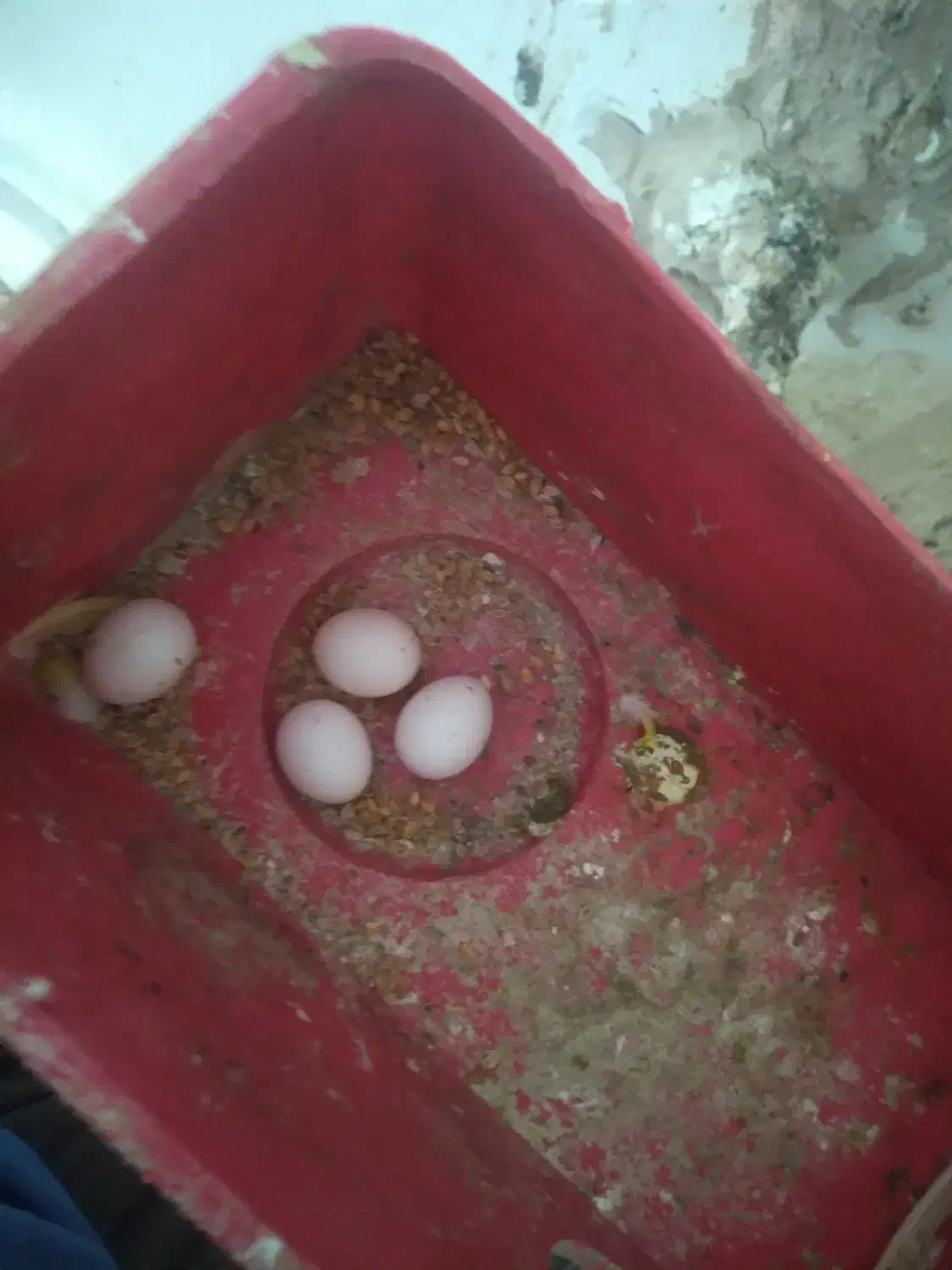 مرغ عشق نر ماده جفت تخم گذار|پرنده|باروق, |دیوار