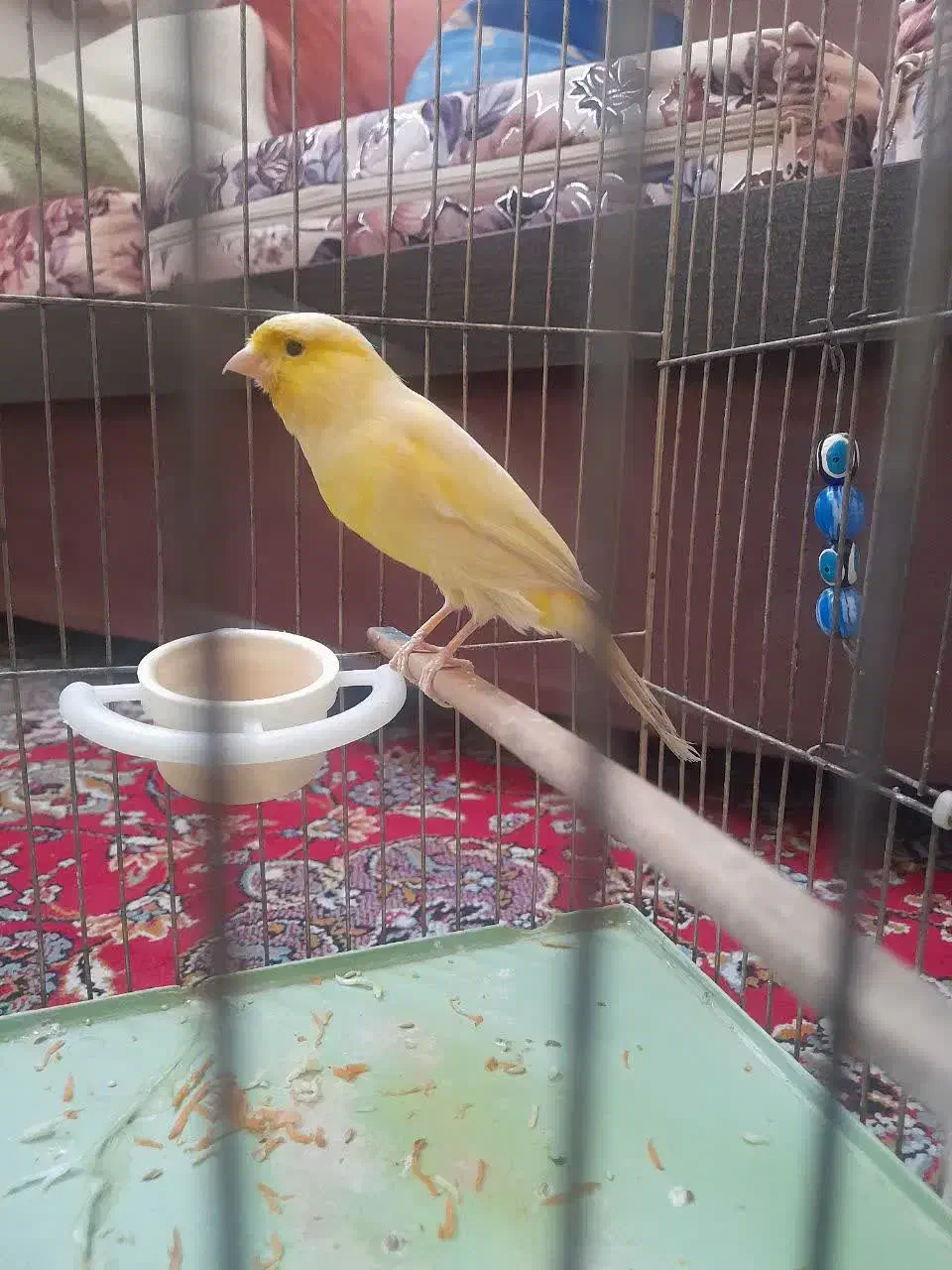 دو عدد قناری نر و ماده|پرنده|تهران, اوقاف|دیوار