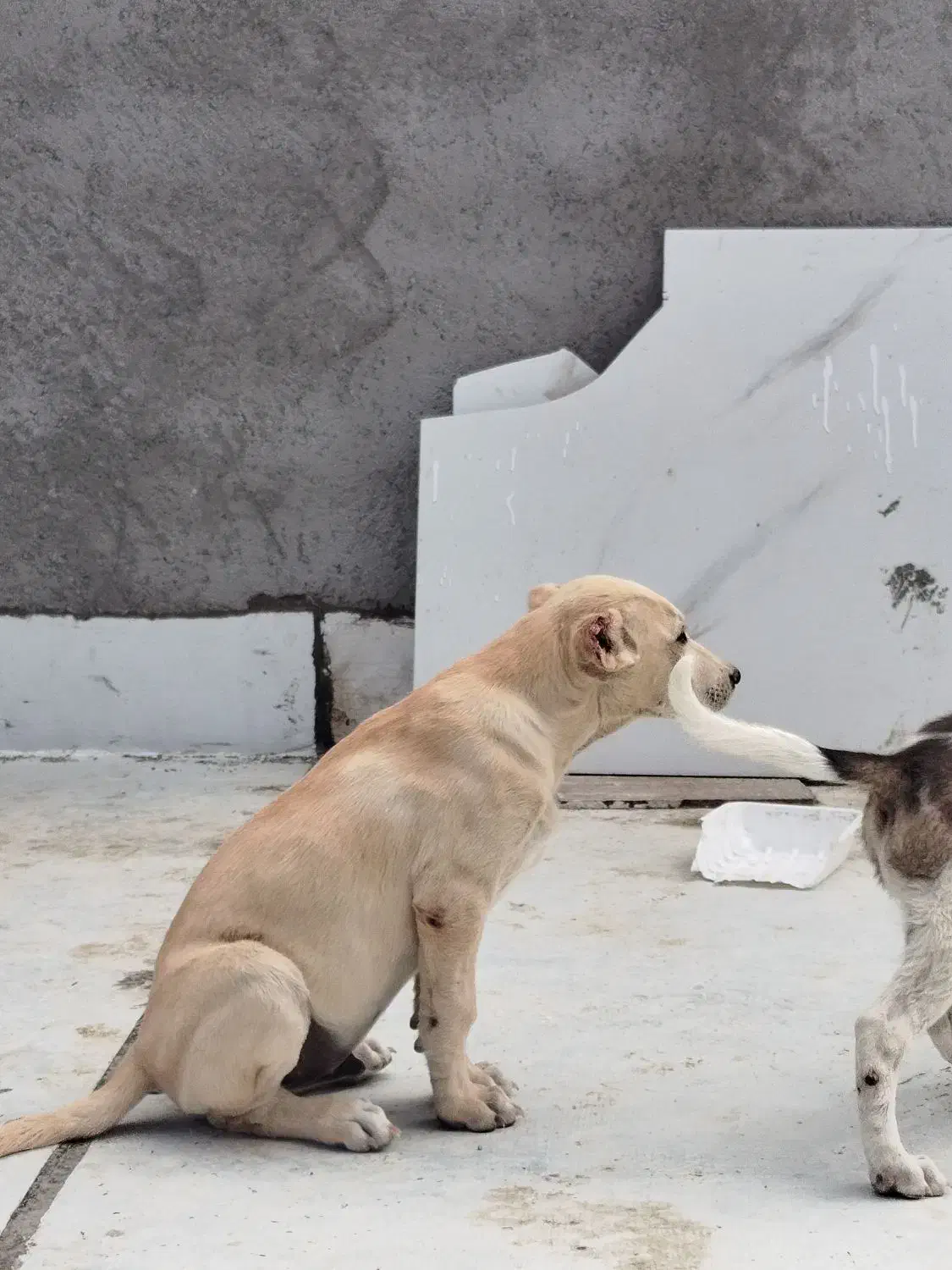 توله‌‌سگ‌سرابی|سگ|شیروان (خراسان), |دیوار