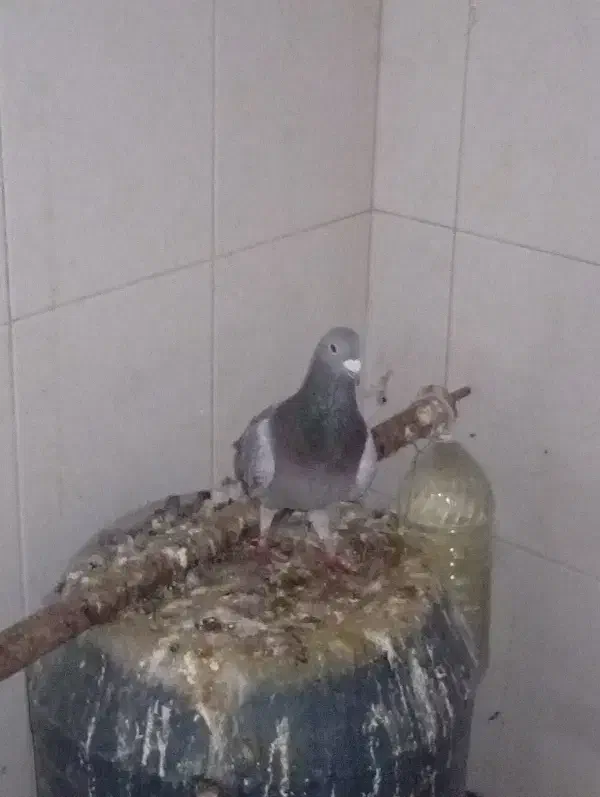 کبوتر|پرنده|مسجد سلیمان, |دیوار