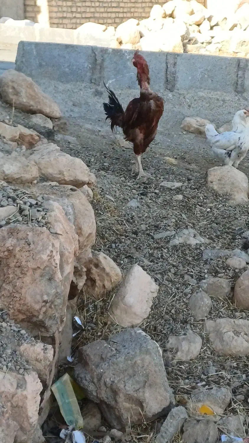 خروس لاری اصل|حیوانات مزرعه|دیواندره, |دیوار