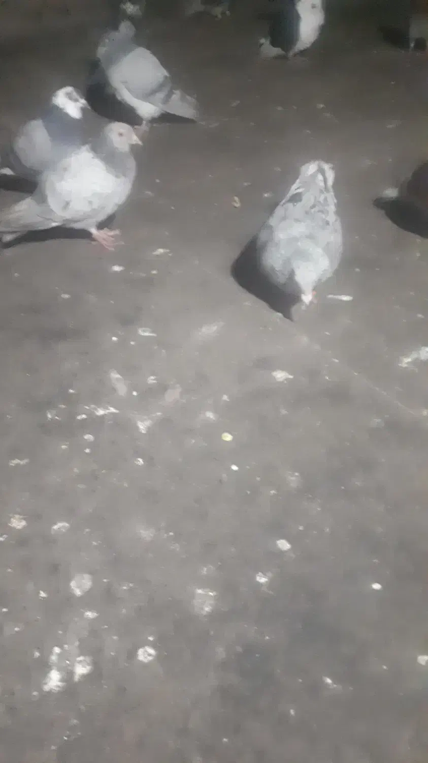 کبوتره.هفت.زنگ.دودی|پرنده|بافت, |دیوار