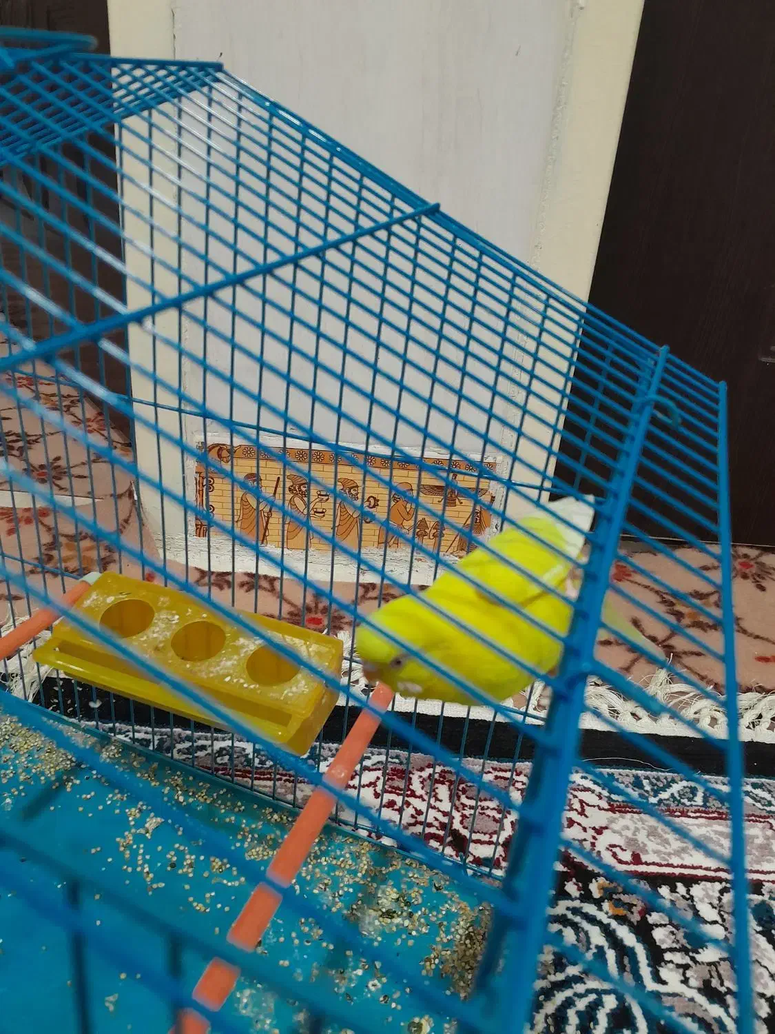 مرغ عشق|پرنده|بندر ماهشهر, |دیوار