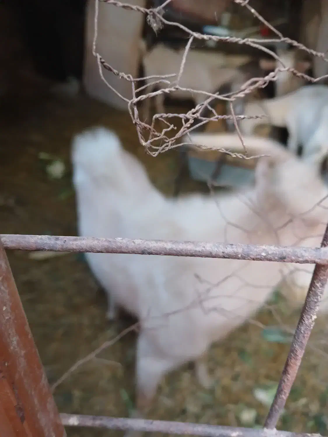 فروش کلار سانن|حیوانات مزرعه|اصفهان, قائمیه|دیوار