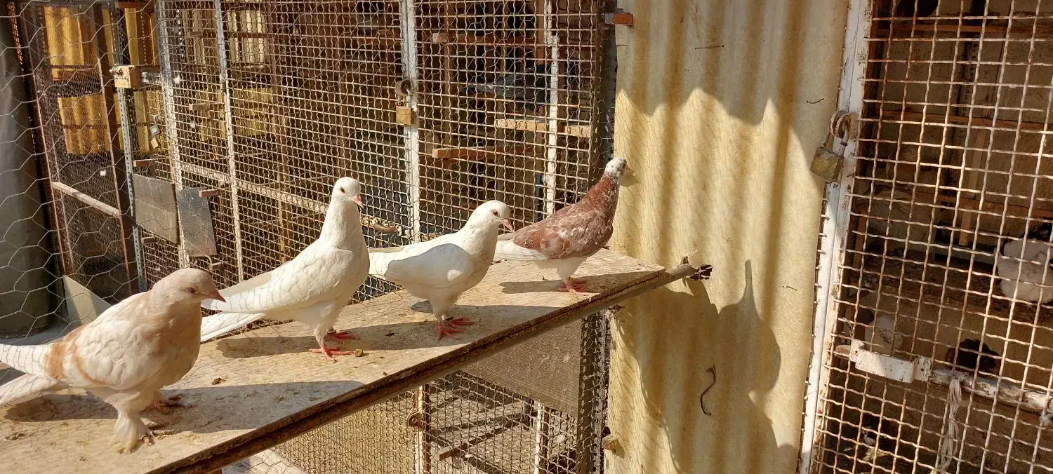 کبوتر|پرنده|تهران, جوادیه|دیوار