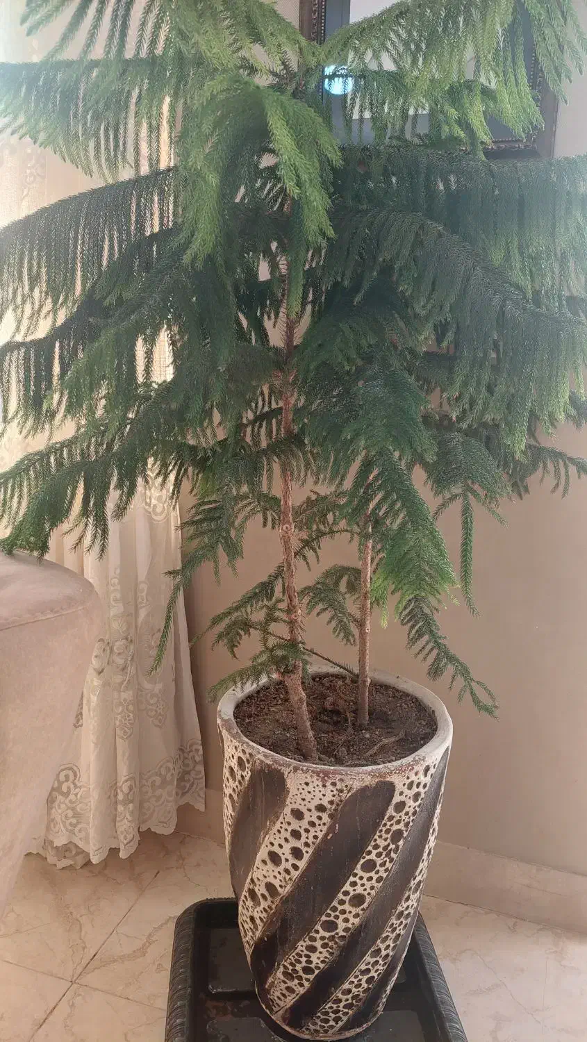 گل تاج مطبق|گل و گیاه طبیعی|صدرا-فارس, فاز ۲|دیوار