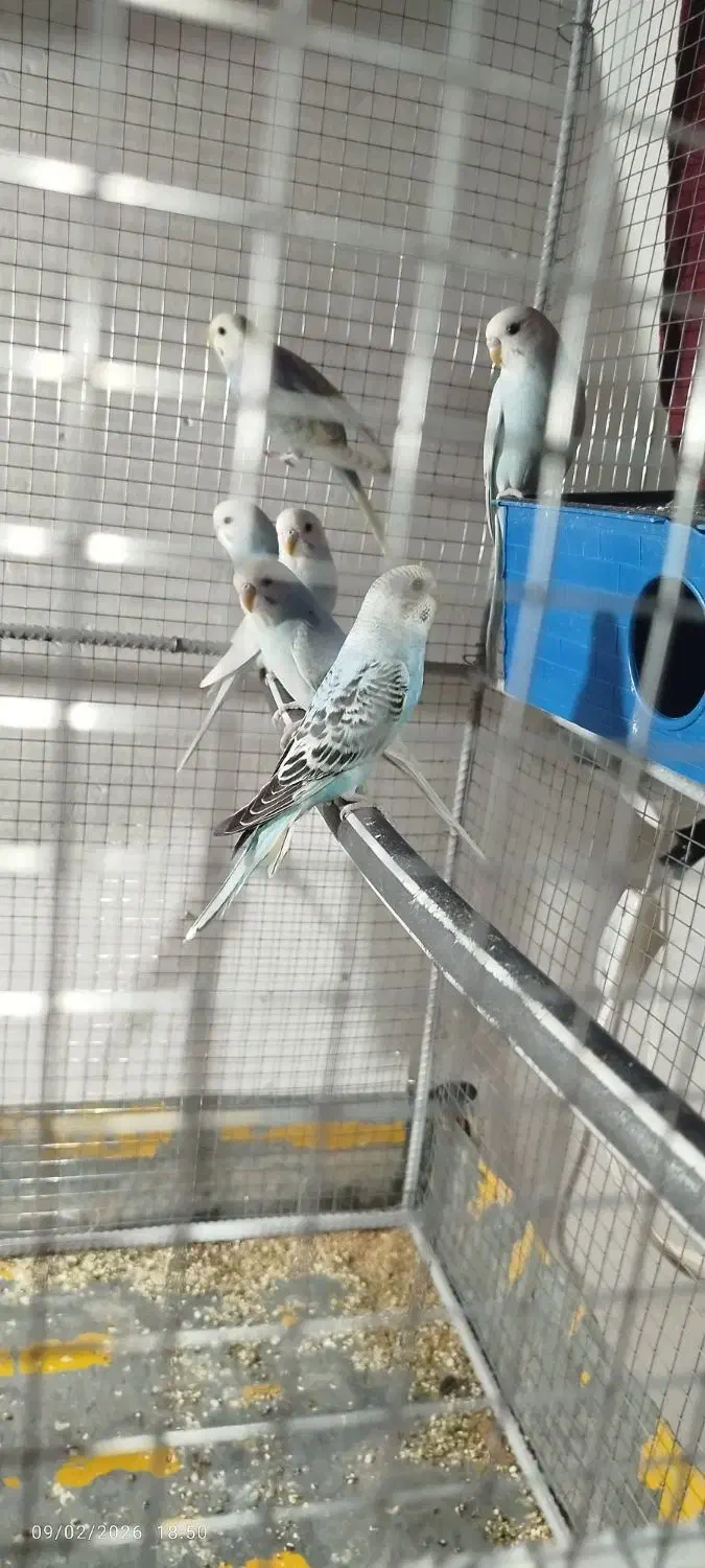 مرغ عشق|پرنده|تایباد, |دیوار