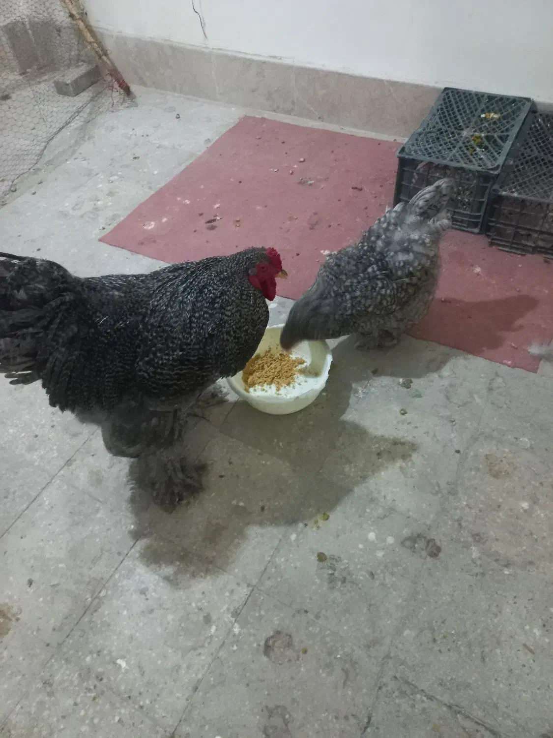 مولد برهما کوکو|حیوانات مزرعه|مشهد, کارمندان دوم|دیوار