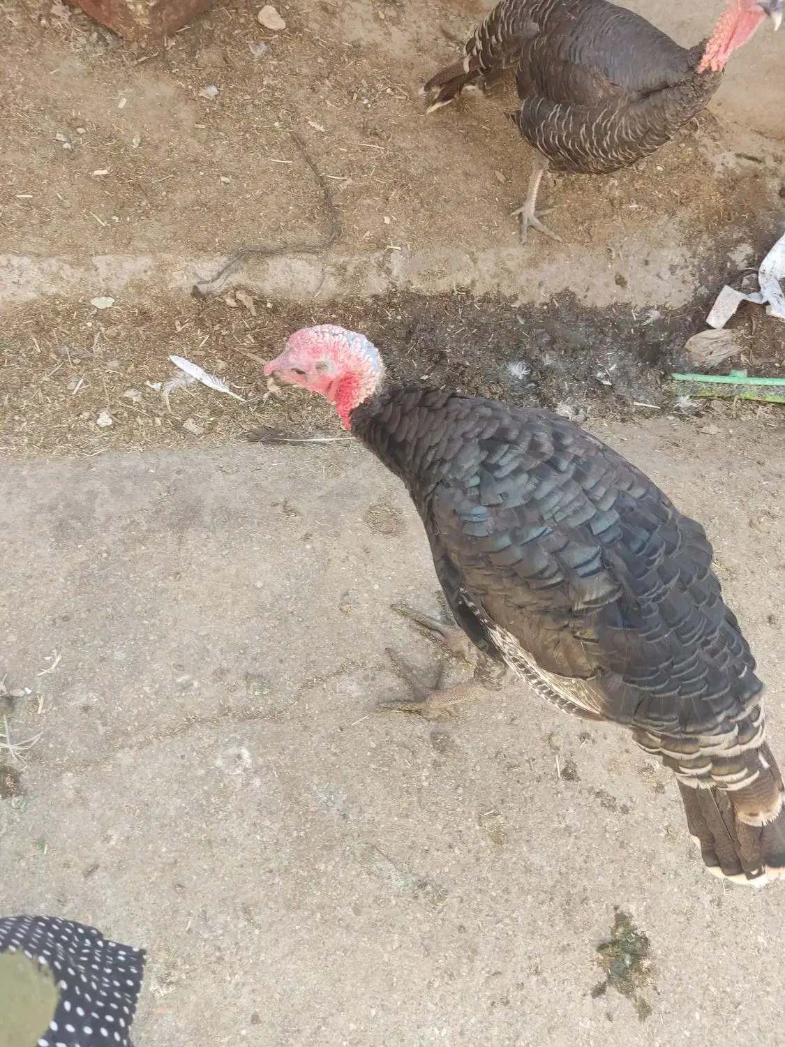 بوقلمون محلی|حیوانات مزرعه|سمنان, |دیوار