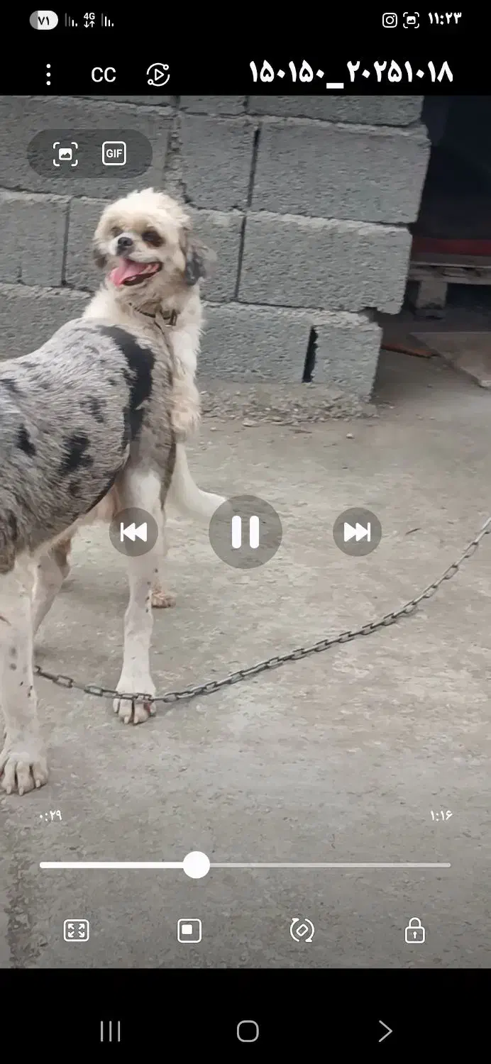 سگ شیتزو نر مفقود وگم شده|حیوانات|تنکابن, |دیوار