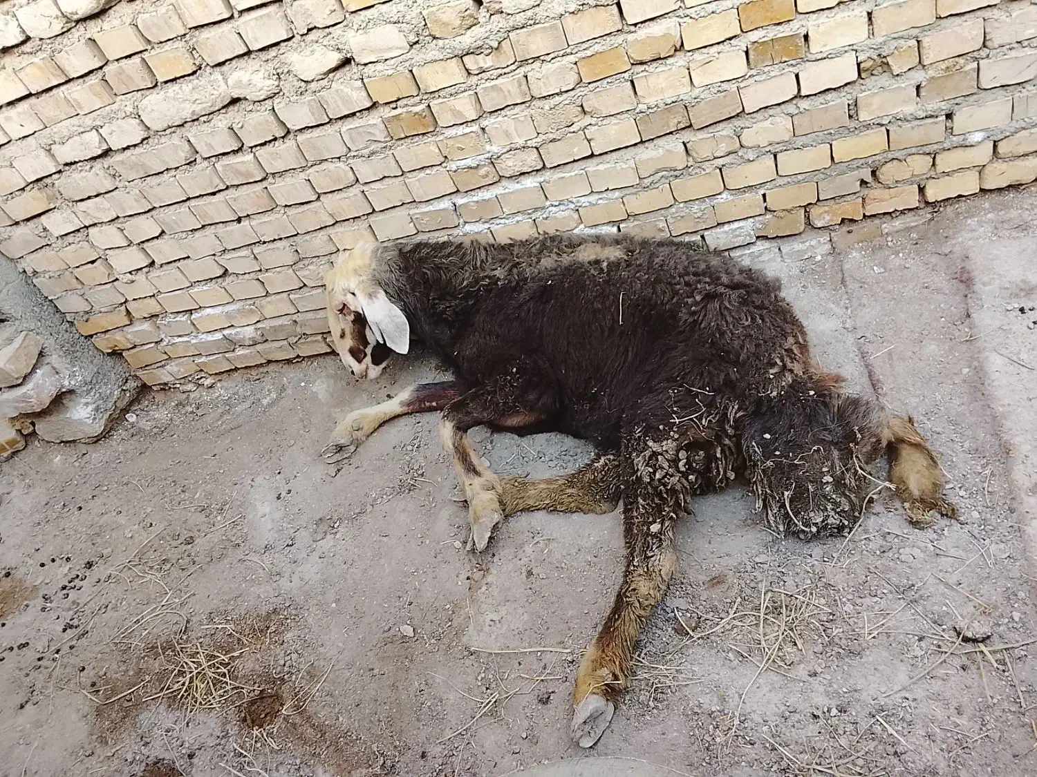 بره نر|حیوانات مزرعه|چناران, |دیوار