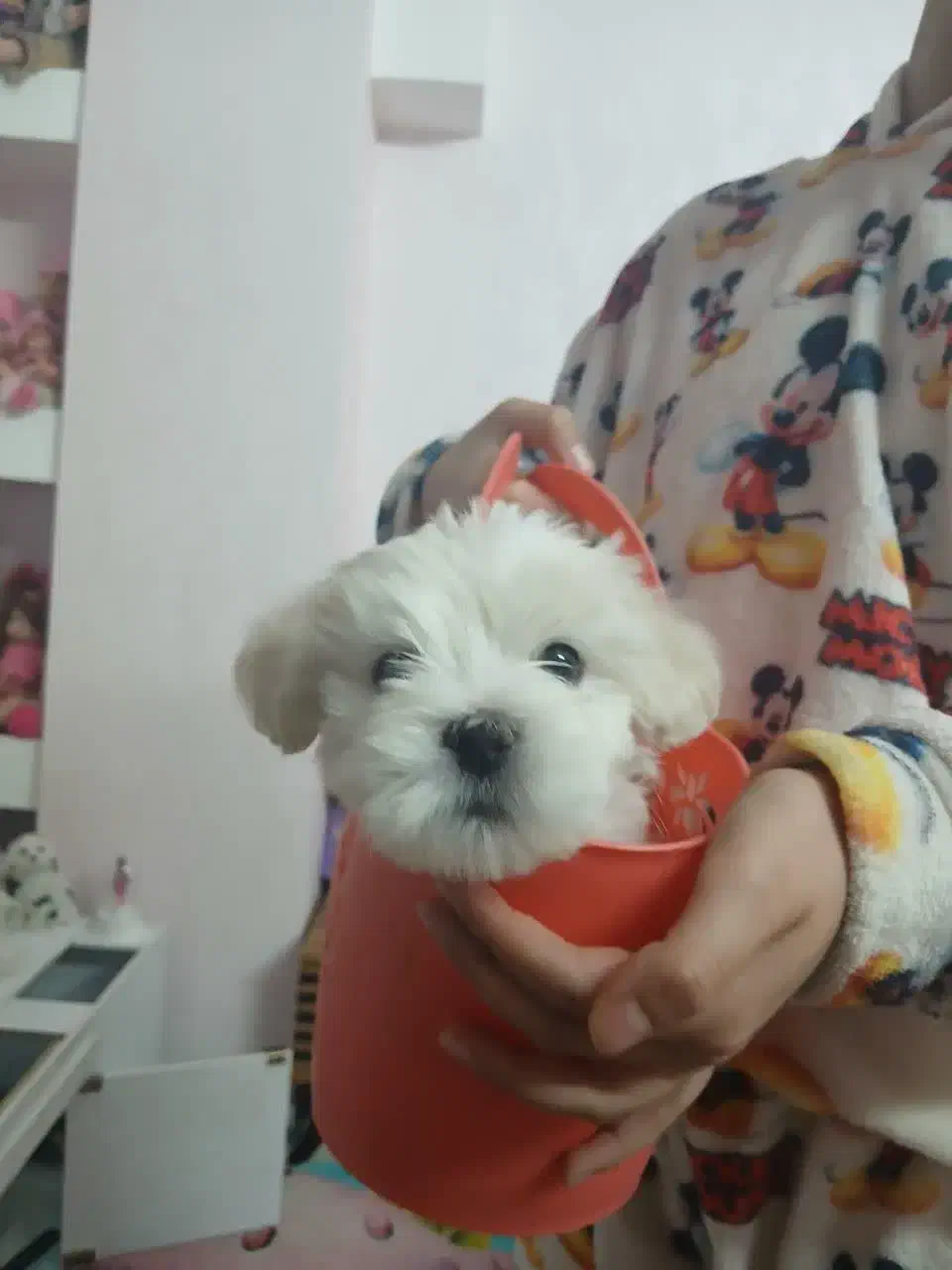 سگ میکس پودل کوچولو|سگ|نجف‌آباد, ویلاشهر|دیوار