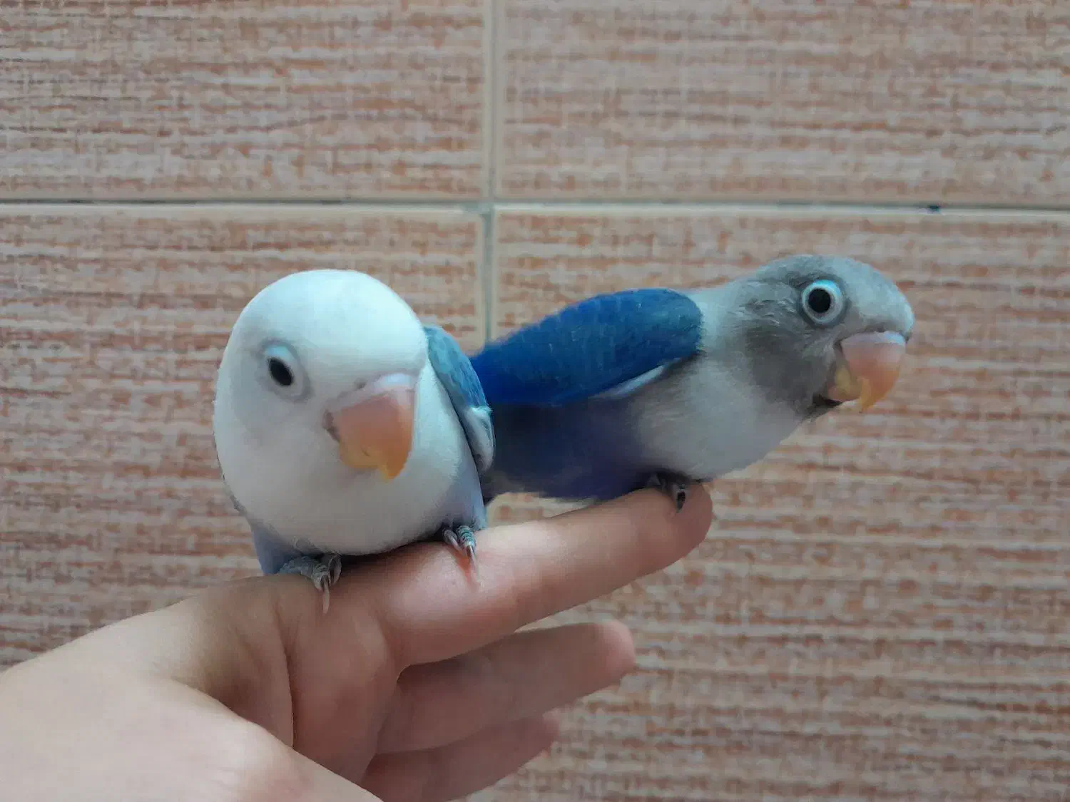 کوتوله بزیلی یووینگ|پرنده|قم, یزدانشهر|دیوار