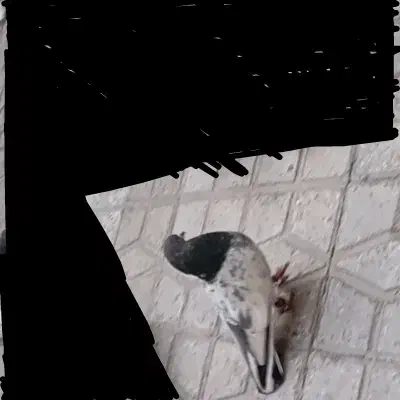 گم شده|پرنده|بروجرد, |دیوار