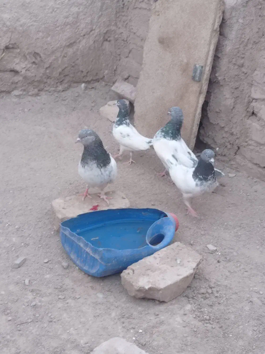 دوجفت کفتر خوب|پرنده|کورین, |دیوار