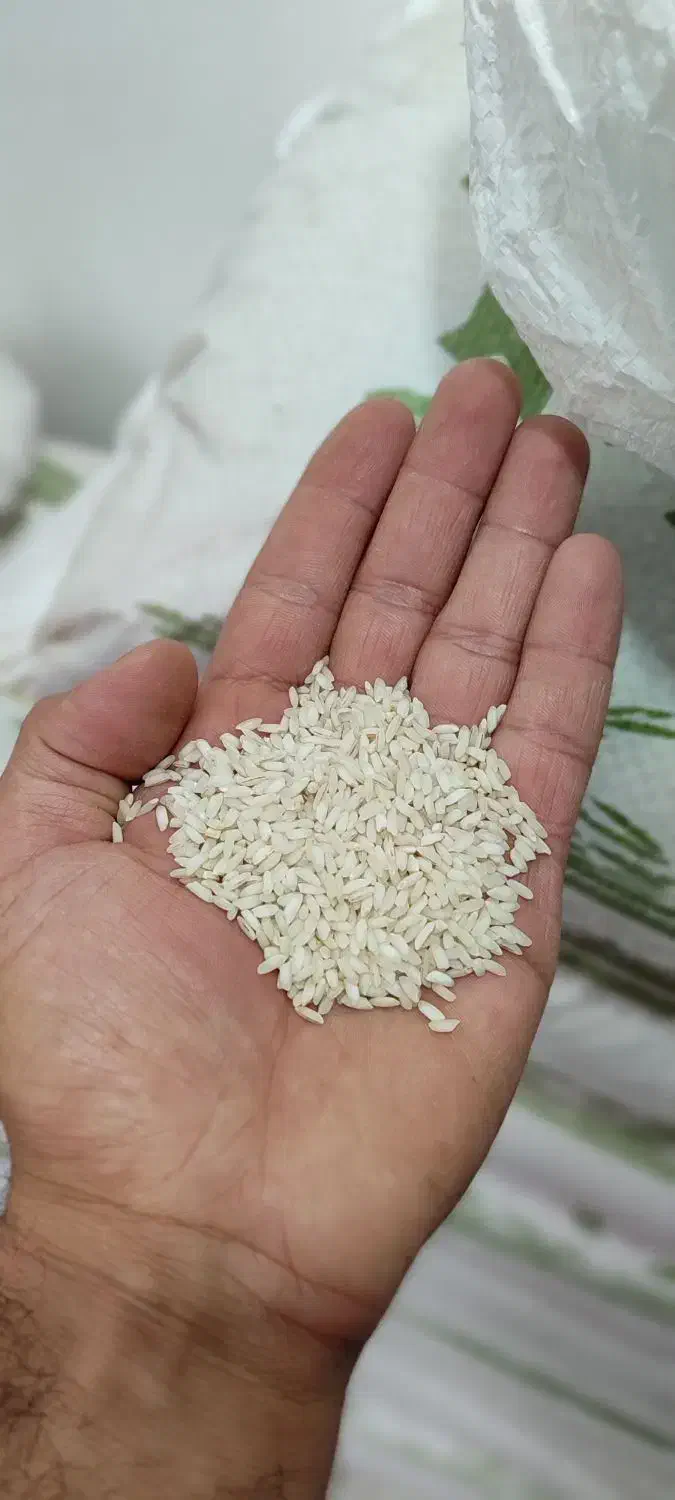 برنج عنبر بو تولکی اصل گلالک|خوردنی و آشامیدنی|شوشتر, |دیوار