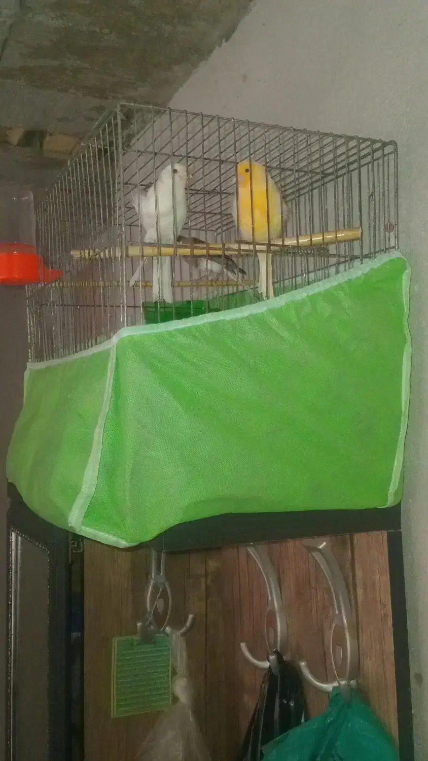 قناری نر ماده|پرنده|آزادشهر, |دیوار