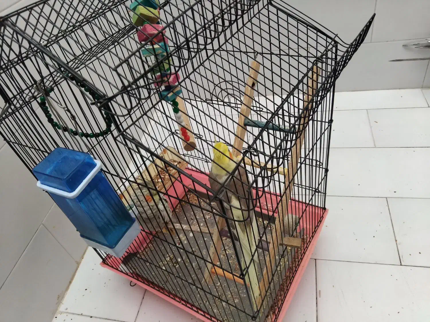 عروس هلندی 4میلیون با قفس|پرنده|الیگودرز, |دیوار